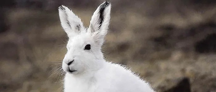Arctic Hare Kids Answers