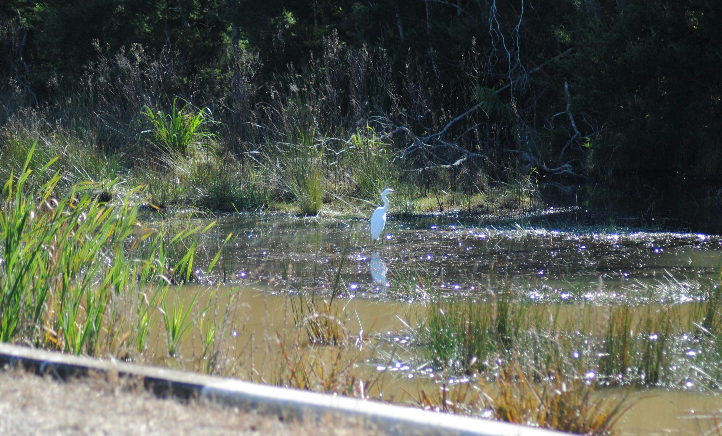Bird Watching Dolphin Waters Visit Fraser Coast