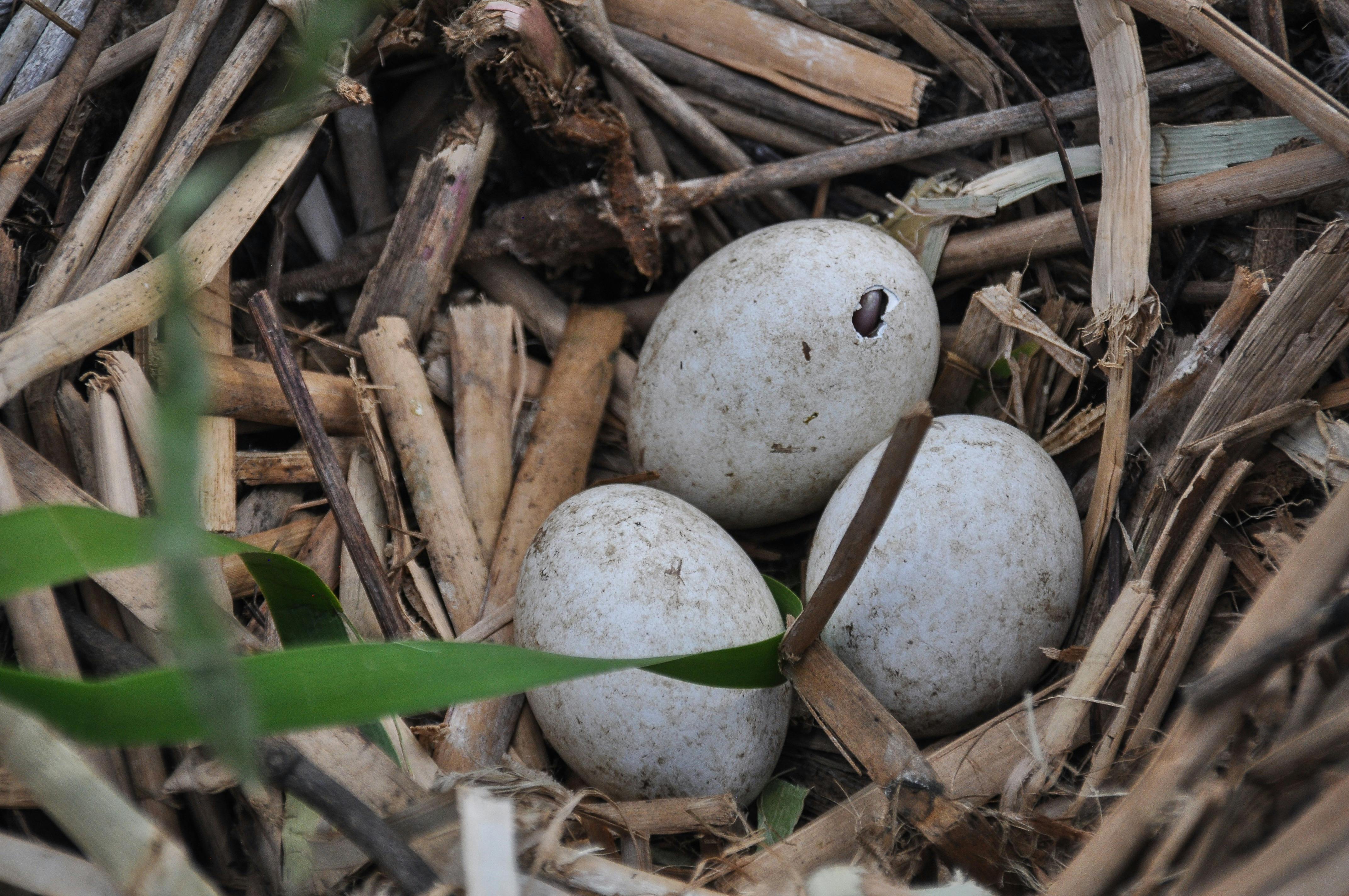 Gwydir Wetlands State Conservation Area Moree NSW Holidays