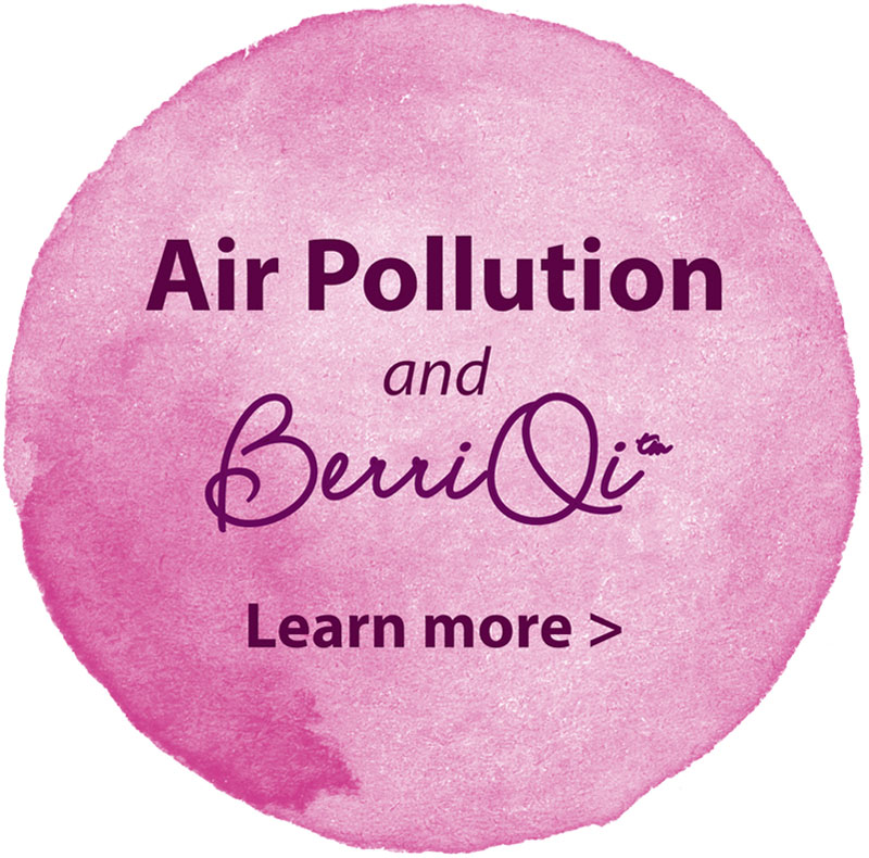 BerriQi® Boysenberry Extract Concentrate / Powder Supplement for Lung Health