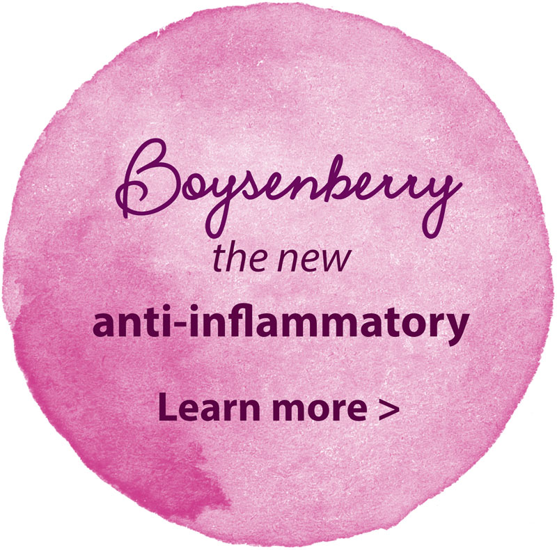 BerriQi® Boysenberry Extract Concentrate / Powder Supplement for Lung Health