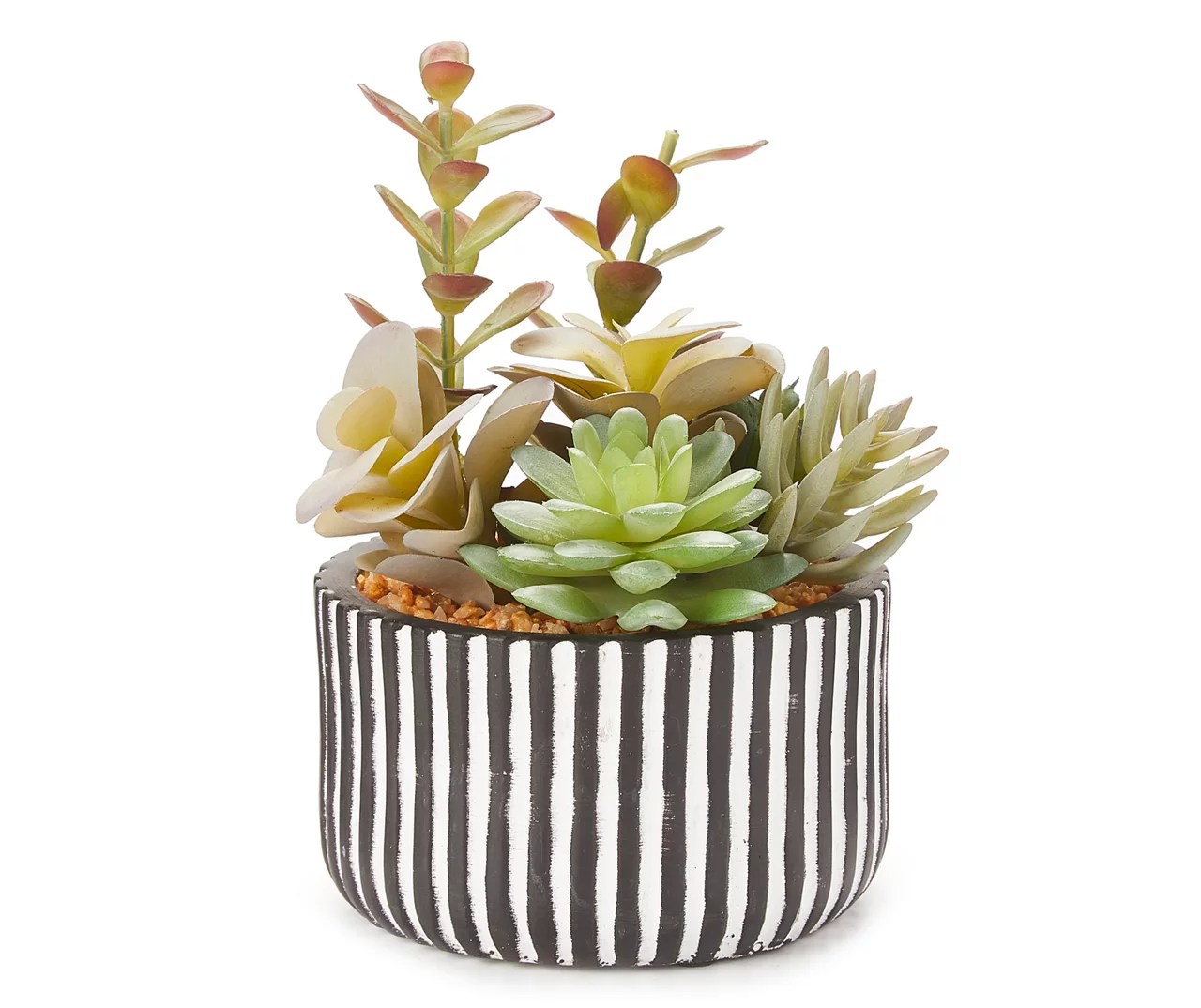Succulent Arrangement in Black & White Striped Cement Pot Big Lots