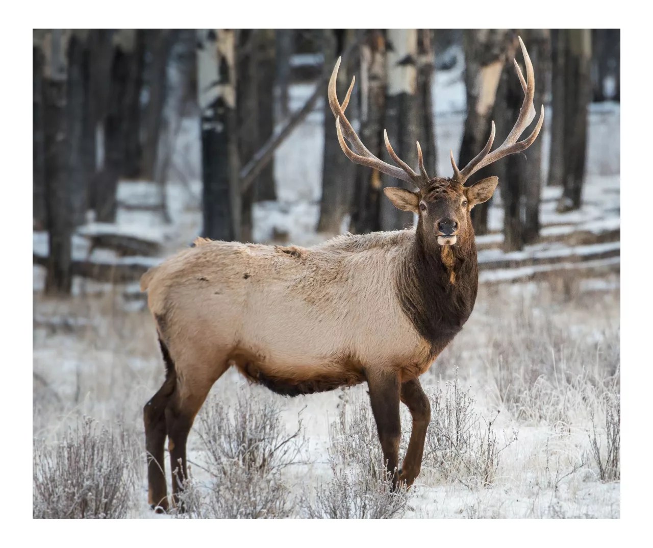 Raschel Brown & White Deer Throw, (50" x 60") Big Lots