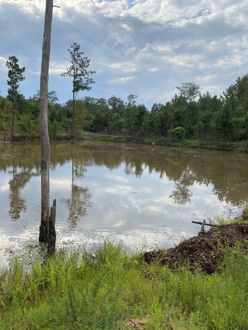 Our Work Aquatic Vegetation Removal