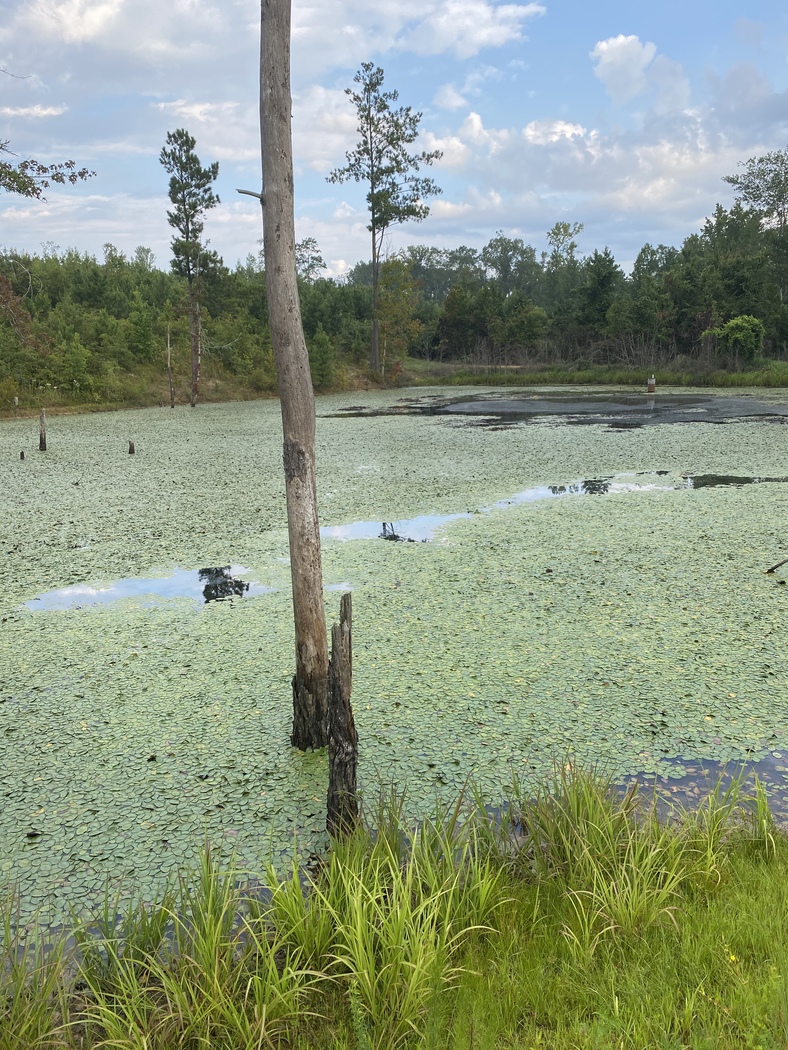 Our Work Aquatic Vegetation Removal