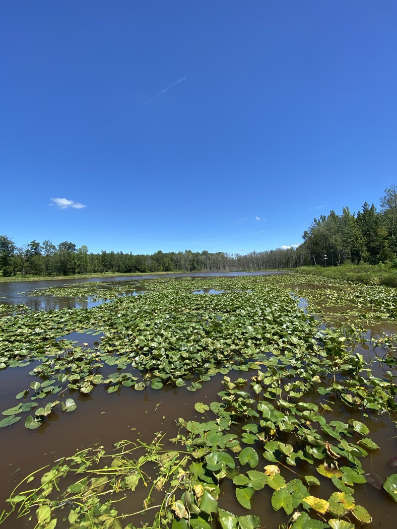 Our Work Aquatic Vegetation Removal
