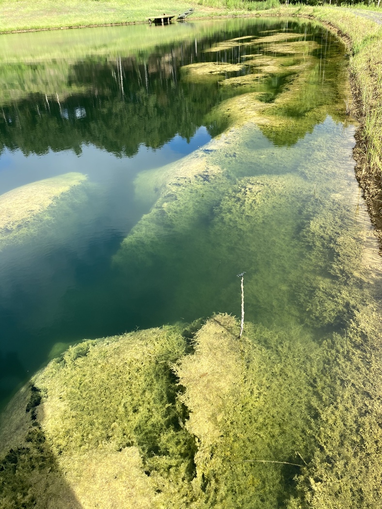 Our Work Aquatic Vegetation Removal