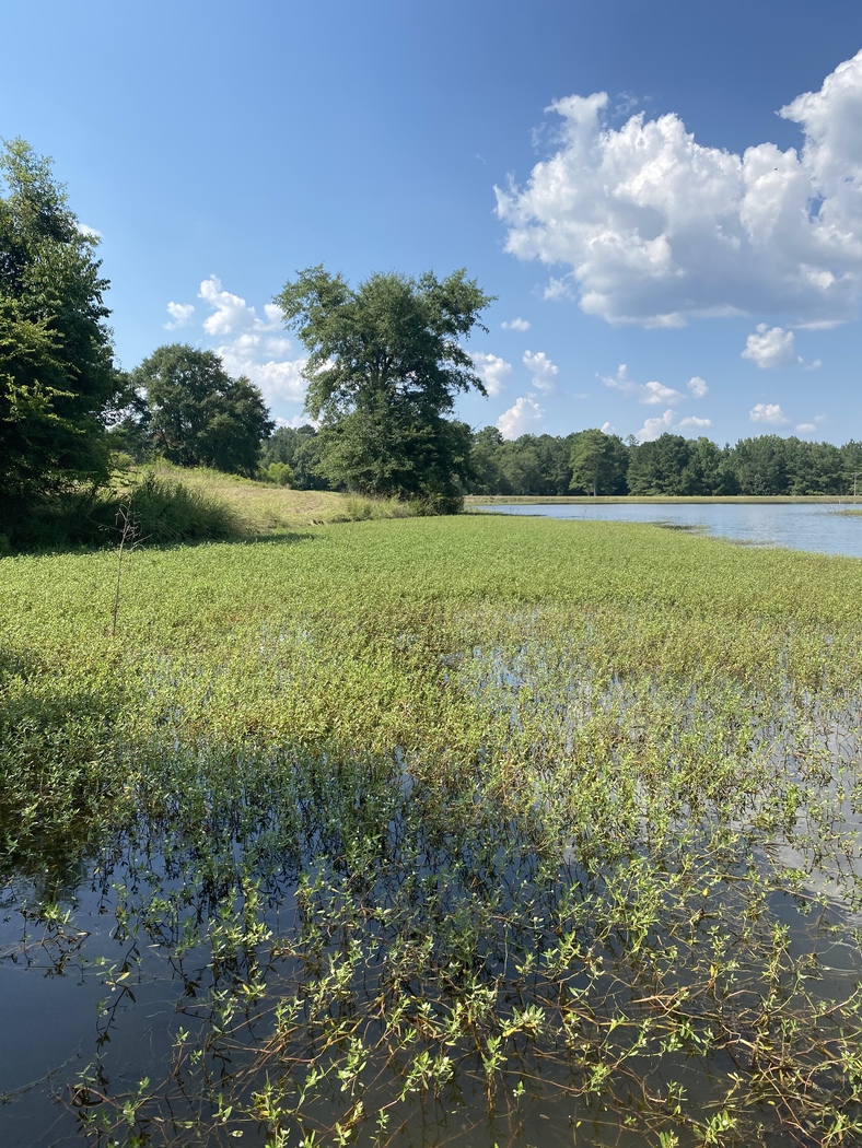 Our Work Aquatic Vegetation Removal