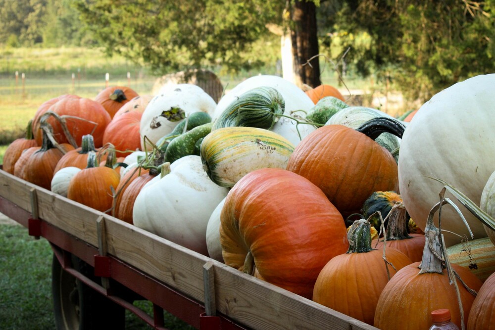 Falling for Sweet Grown Alabama Agritourism