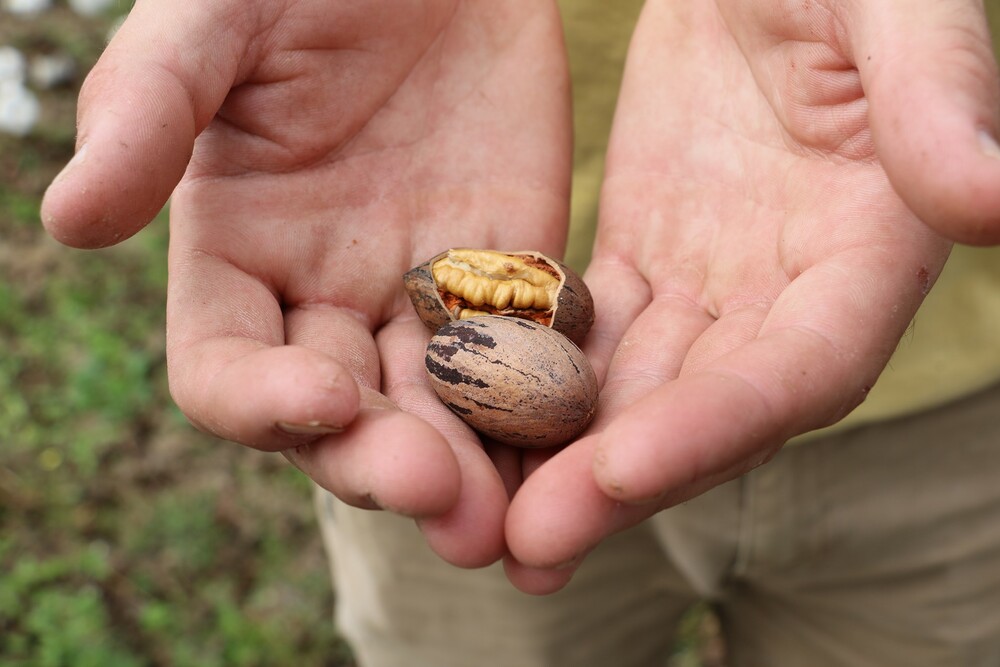 Five Fun Facts About Alabama's Pecan Industry