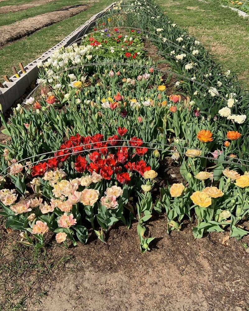 Circles of Colors is a UPick Flower Farm for the Community