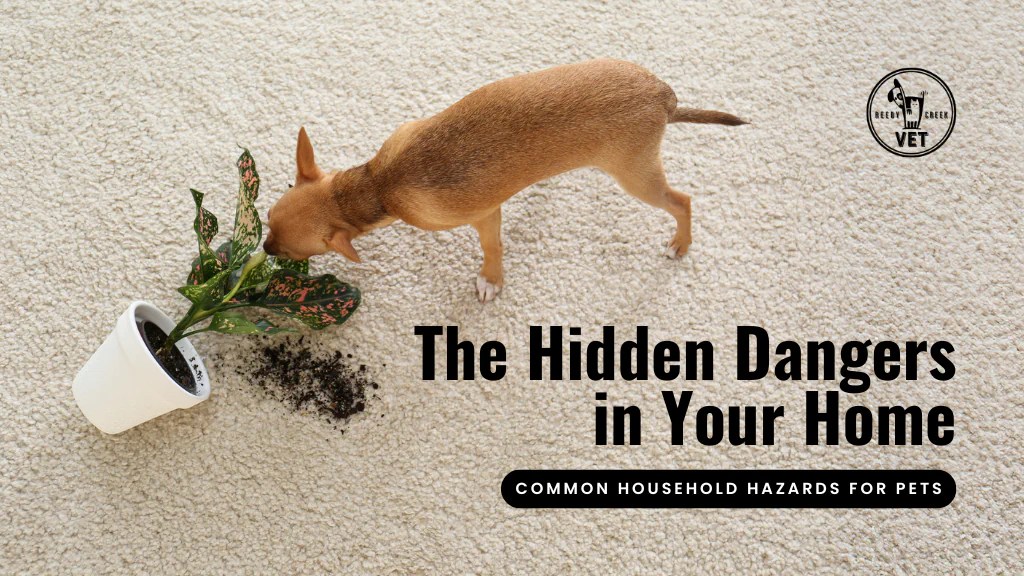 The Hidden Dangers in Your Home Common Household Hazards fo