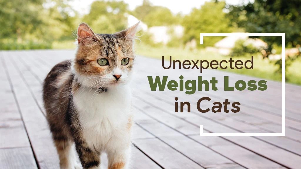 Unexpected Weight Loss In Cats: 7 Causes & Treatment Advice