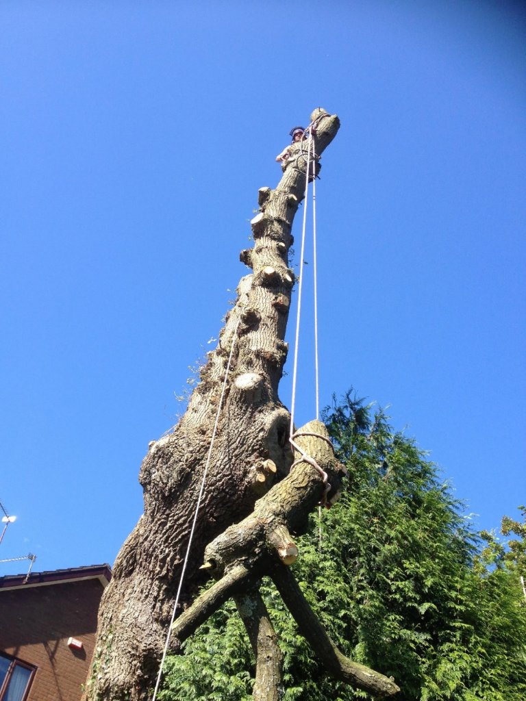 Edmonds Tree Services 1 Heol Newydd, Cwmbran, NP44 5HS