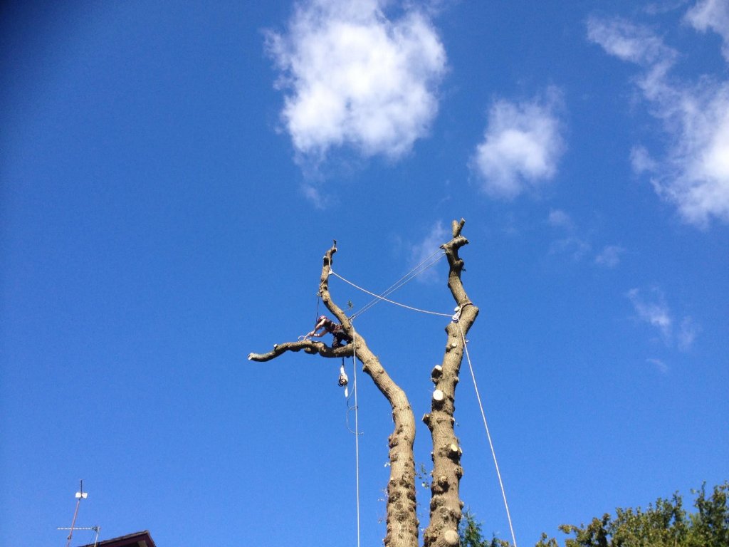 Edmonds Tree Services 1 Heol Newydd, Cwmbran, NP44 5HS