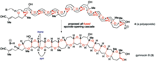 水が促進するエポキシド開環カスケード Chem Station ケムステ