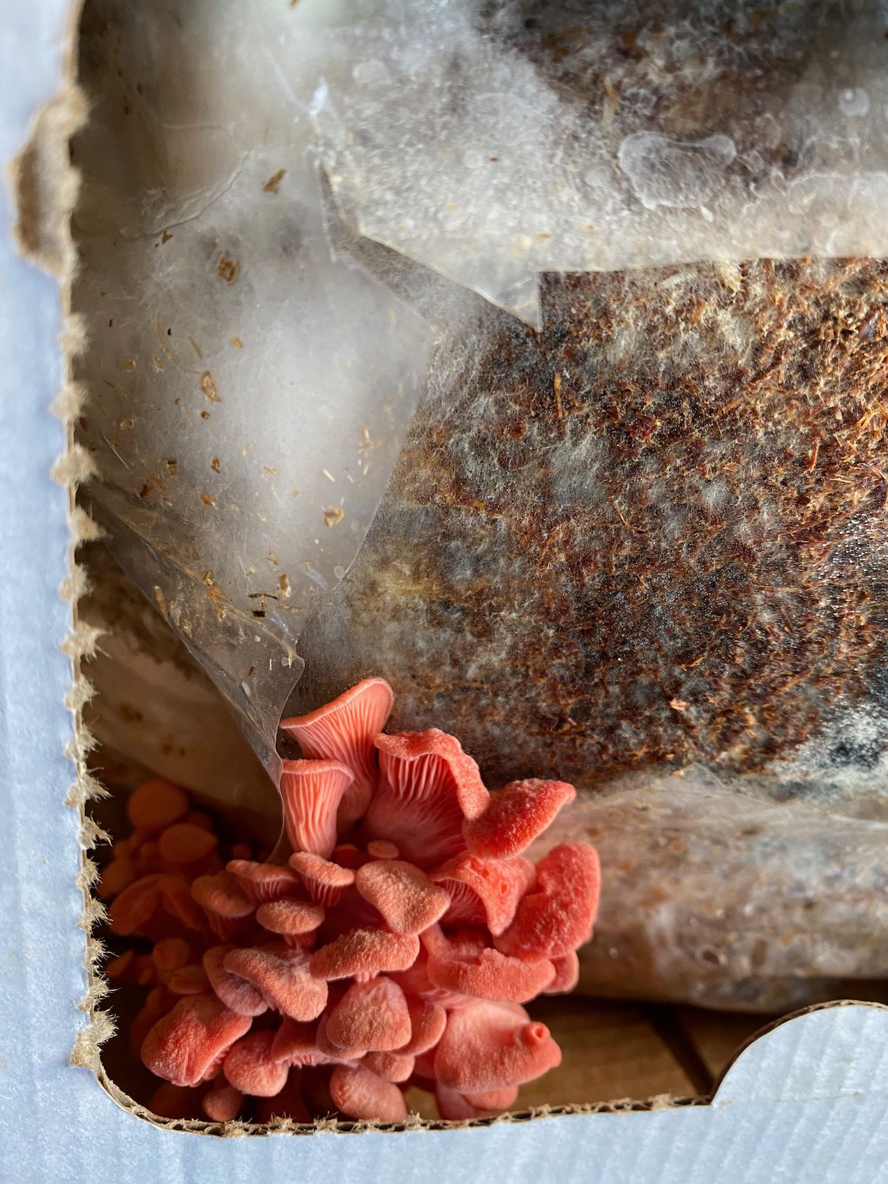 Homegrown pink oyster mushroom box Chris Ruppel