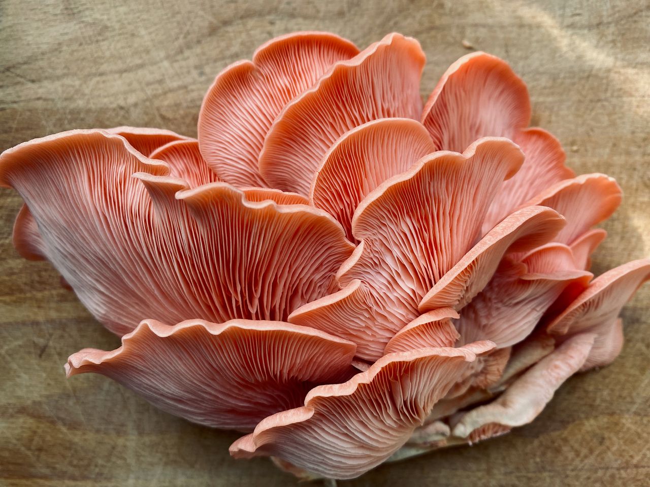 Homegrown pink oyster mushroom box Chris Ruppel