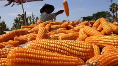 Dinas Pertanian Bartim Kembangkan Tanaman Jagung Pakan Ternak