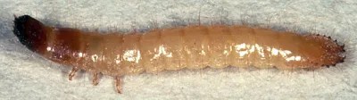 Wireworms Corn Pioneer Seeds