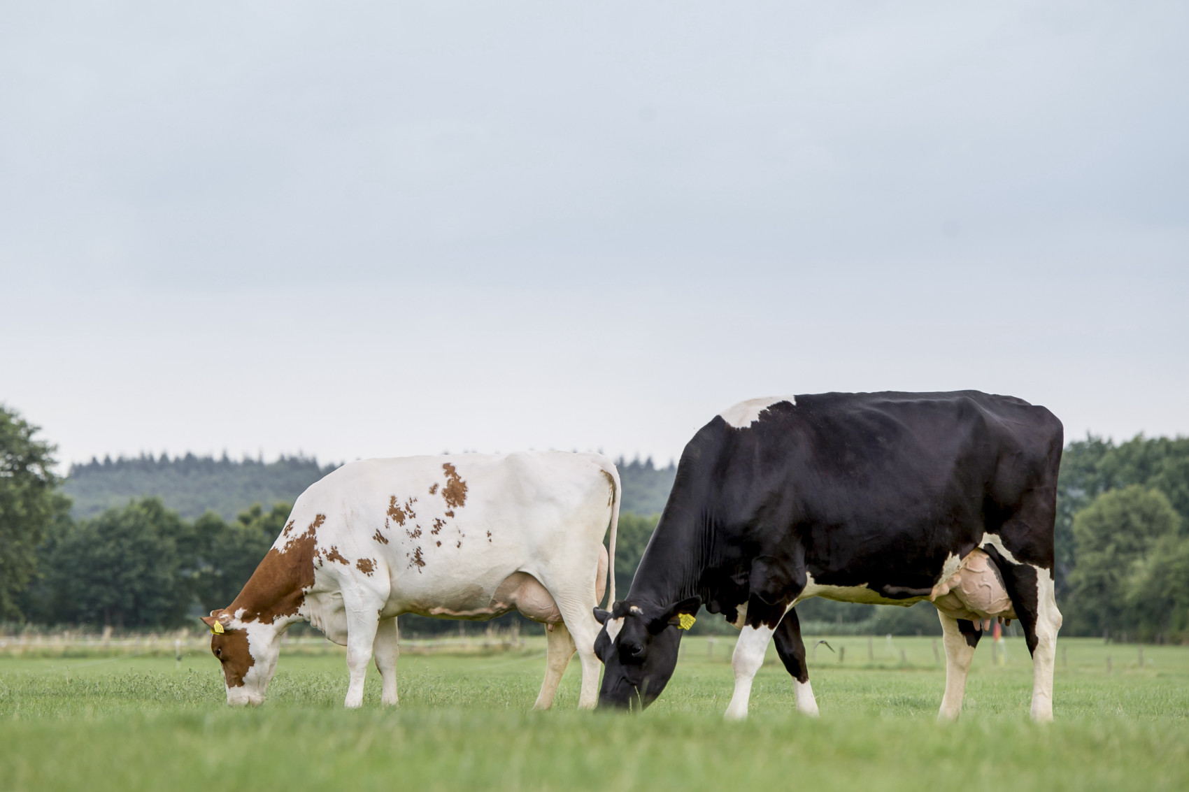 Lebensleistung niederländischer Kühe steigt erneut! CRV