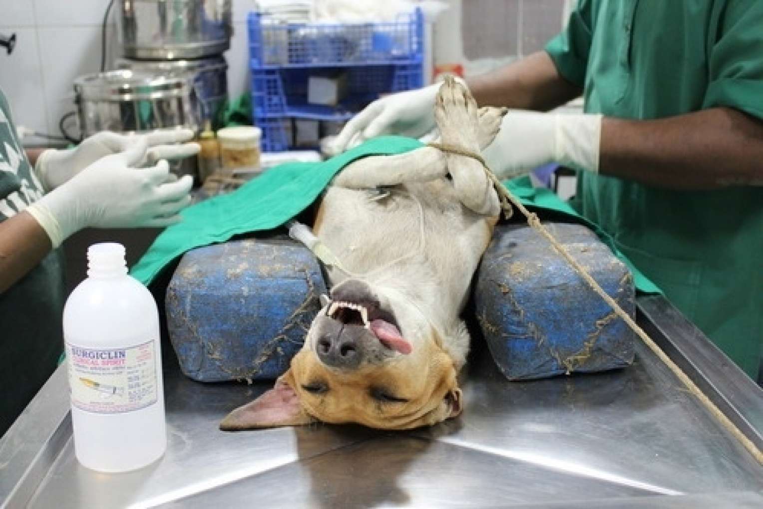 Witness Humans, Animals, and the Politics of Supplemental