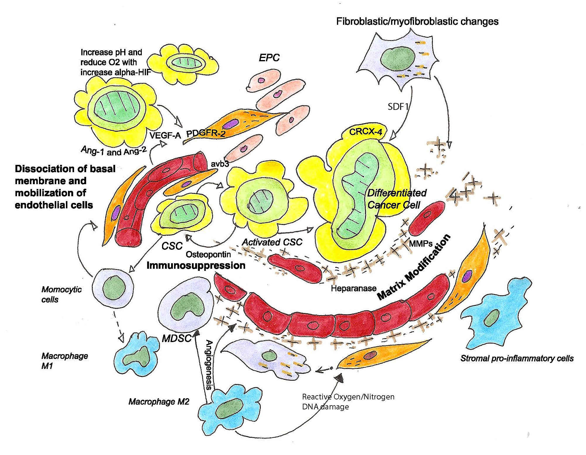 Cureus The Stem Cell Vascular Niche in Brain Tumorigenesis
