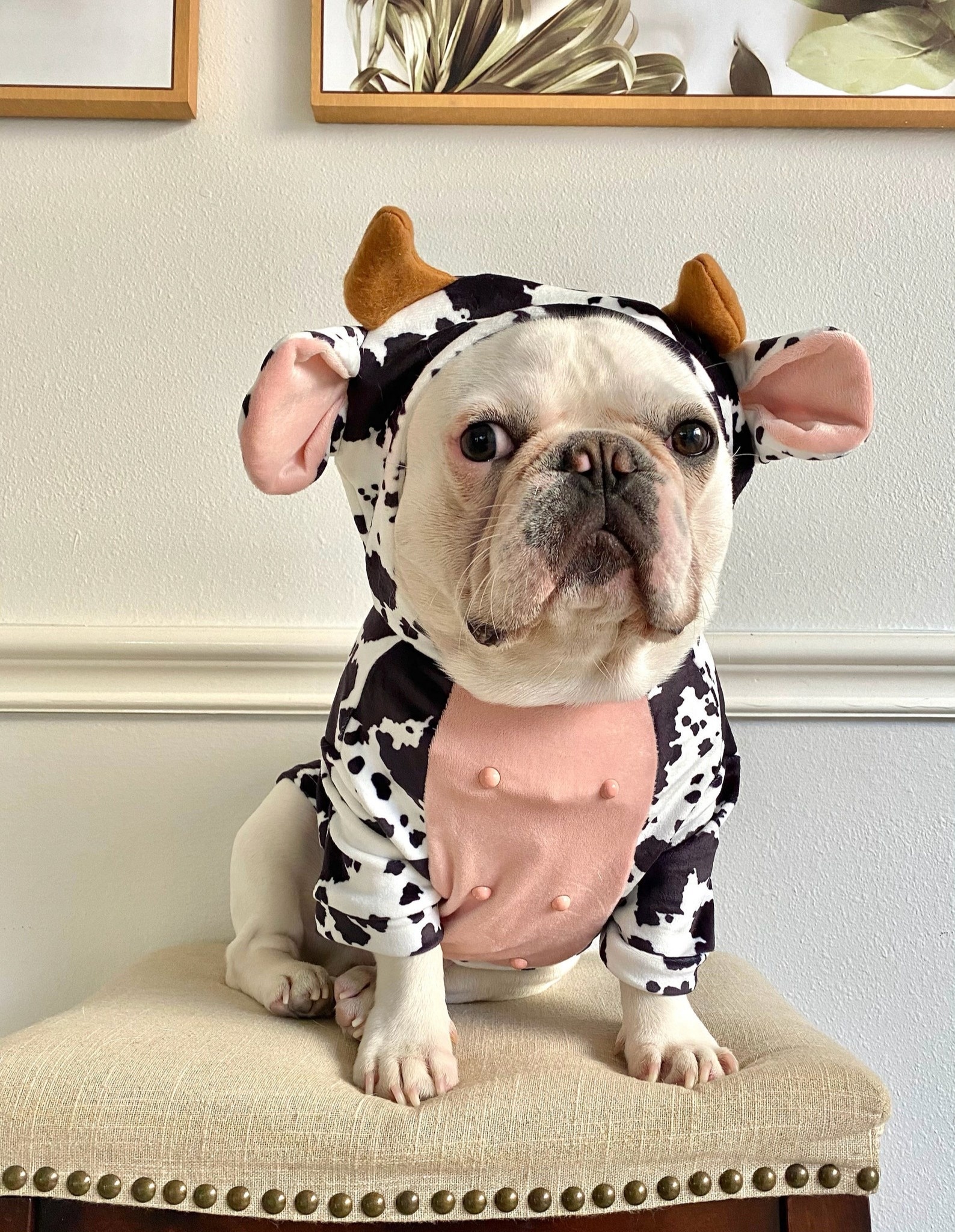 8 Pawsitively Cute Dog Halloween Costumes for 2021 Dailybreak