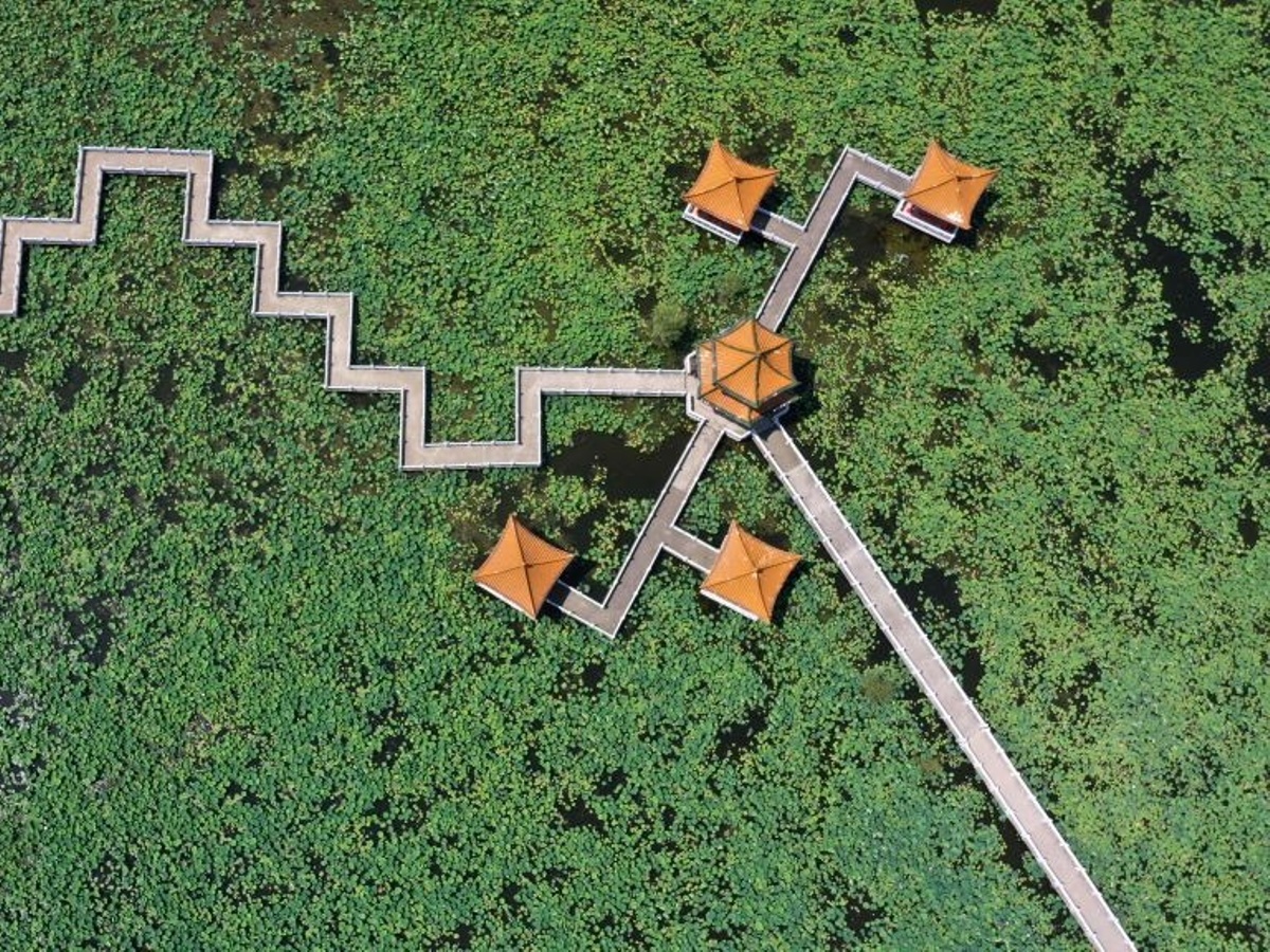 Lotus Take a Deep Breath Before Trying to Master This Puzzle Dailybreak