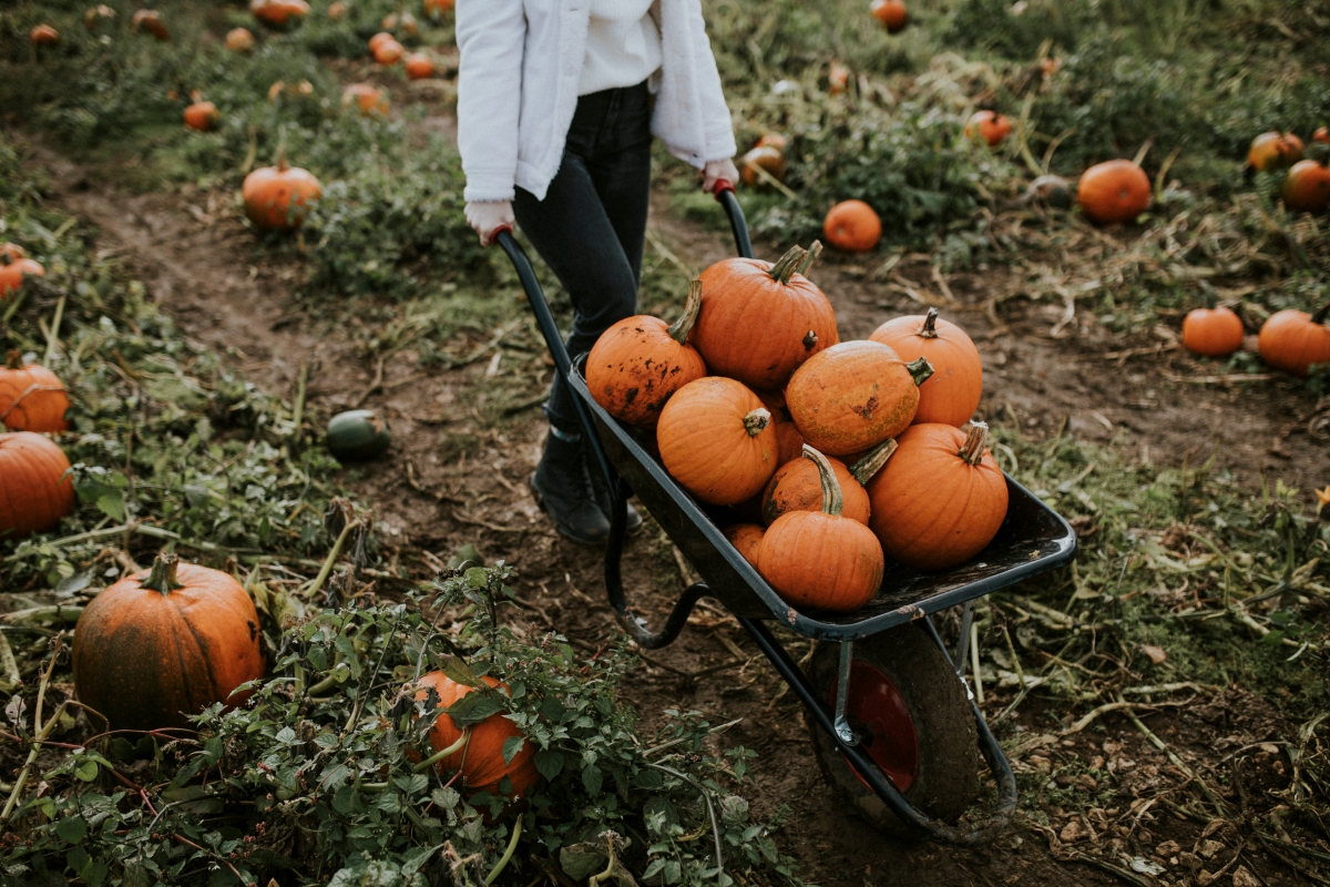 These Pumpkin Patches and Farms Offer Fall Fun in Delaware