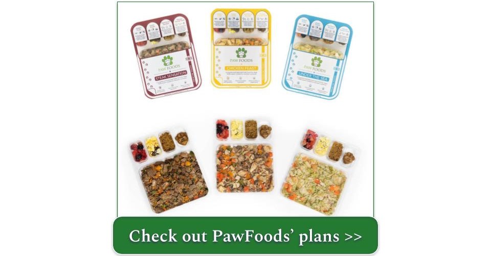 Best Dog Food for Skin Allergies 2024