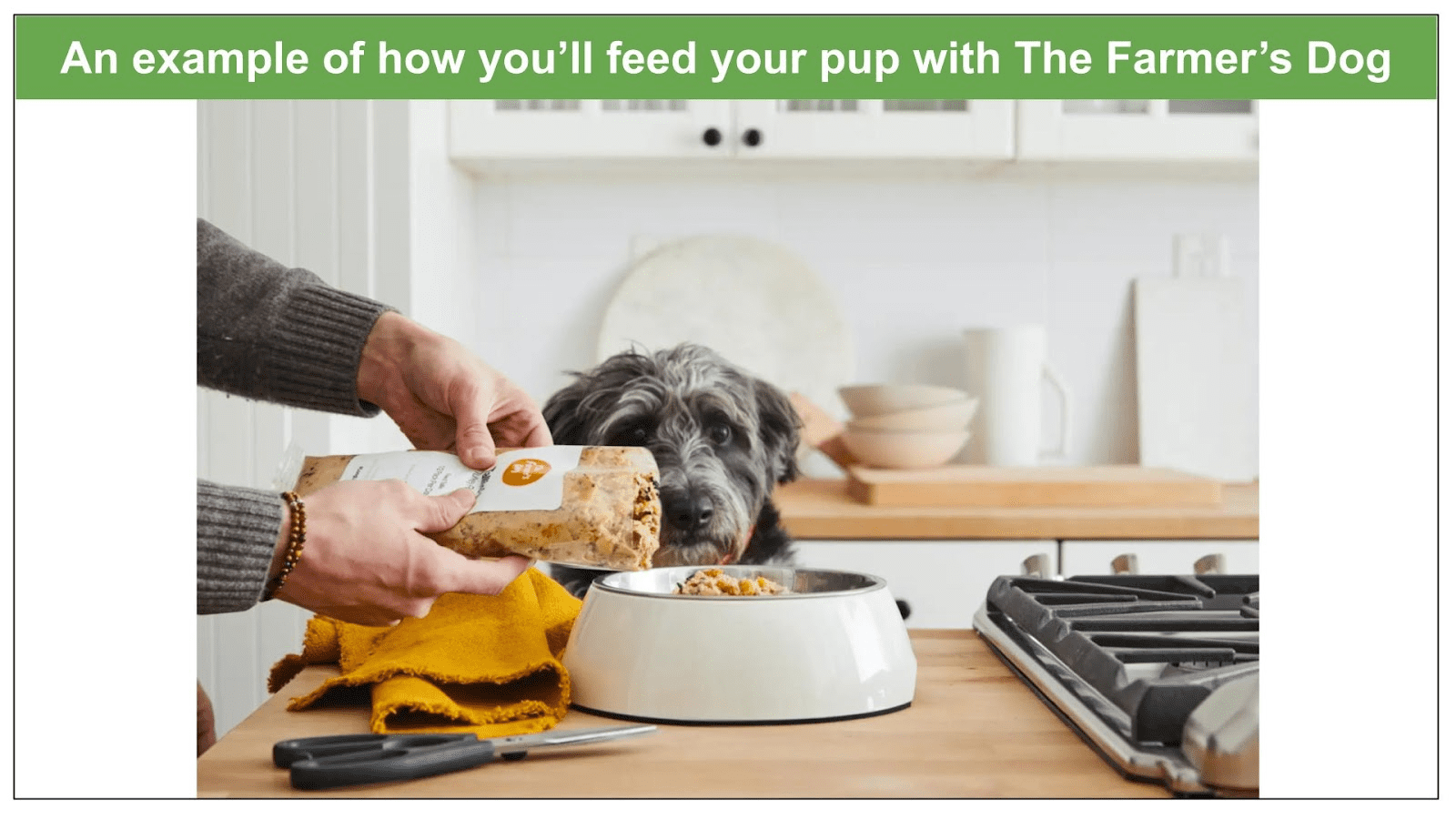 Ollie vs. The Farmer's Dog vs. Nom Nom 2023 Only One Winner