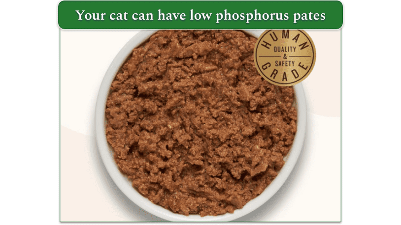 6 Best Low Phosphorus Cat Food Options in 2025