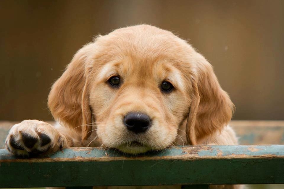 Get an Adorable Puppy Delivered in Dallas D Magazine