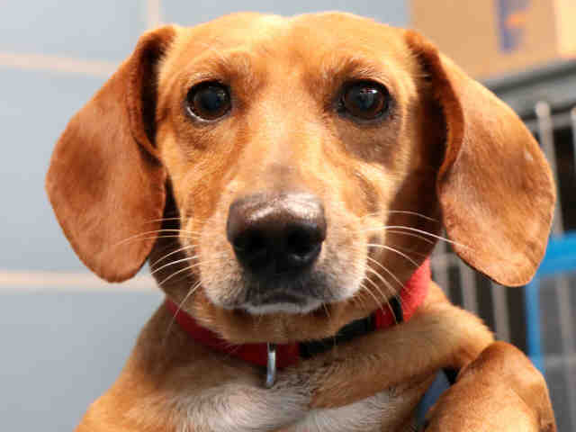 Dallas Animal Services Is Full. Adopt a New Friend Today D Magazine