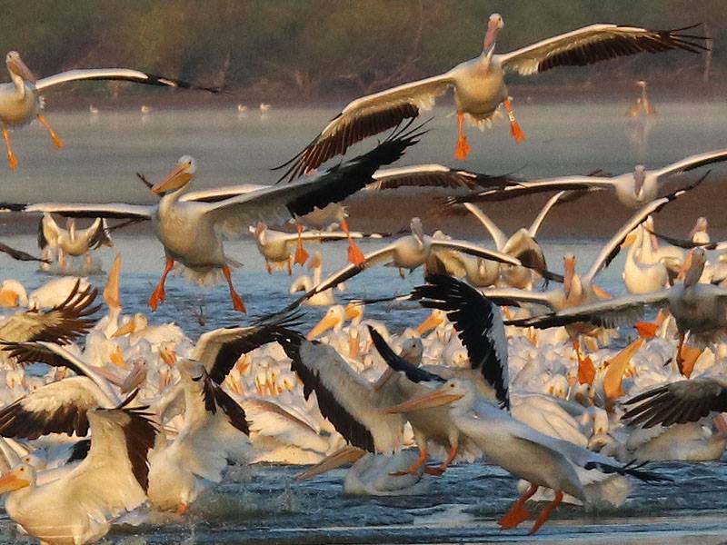 Dallas Is a Great City for Birdwatching D Magazine