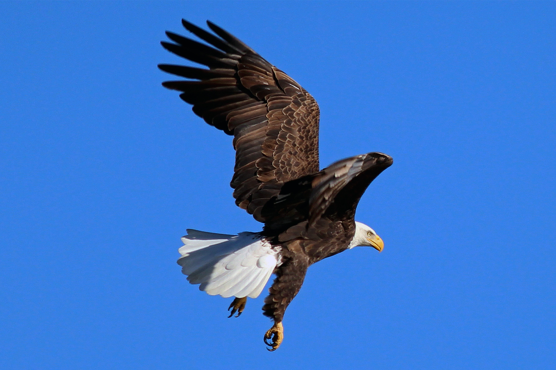 The Risky Mission to Move a Giant Bald Eagle Nest Out of an Oncor Tower