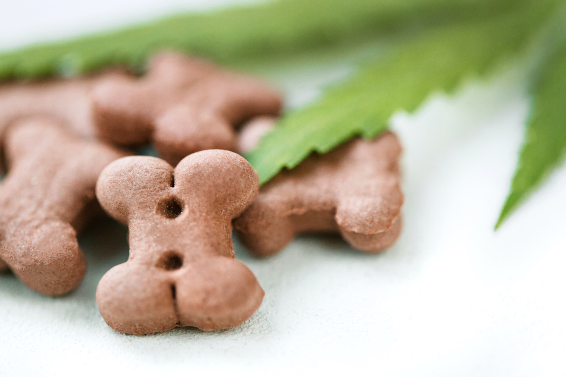 Best CBD Dog Treats Organic Hemp Treats D Magazine