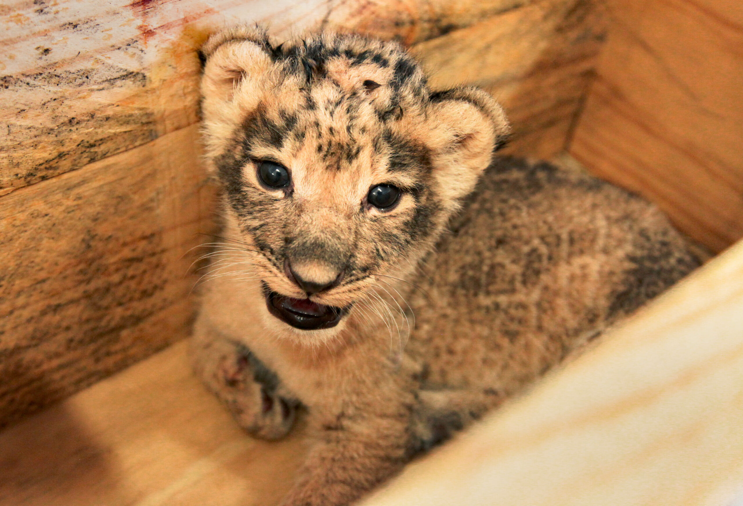 The Dallas Zoo Three African Lion Cubs D Magazine