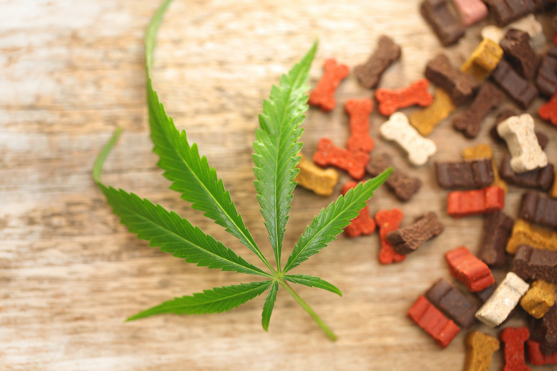 Best CBD Dog Treats and Chews Top 7 Brands of 2022 D Magazine