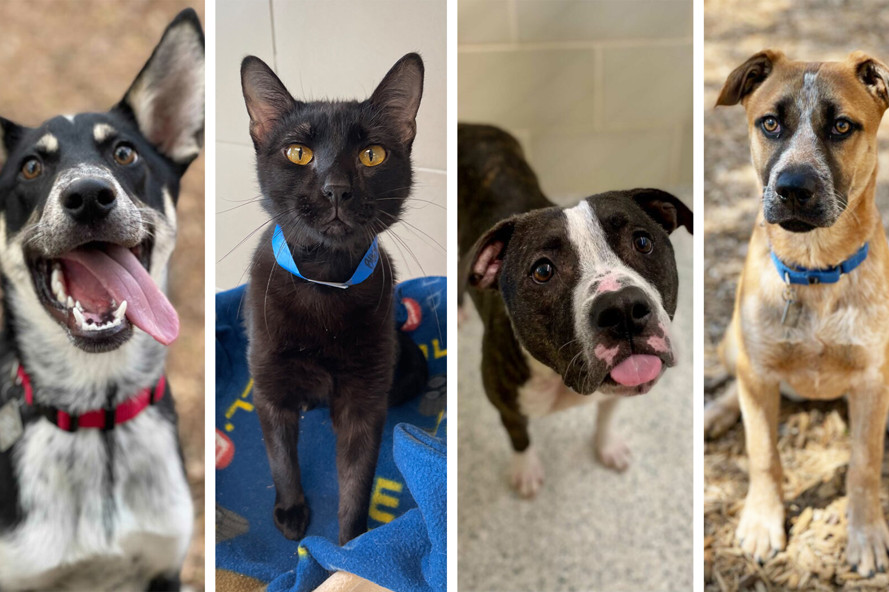 Meet the 30+ Adoptable Dogs and Cats in Our Cutest Pets in Dallas 2021 Competition D Magazine