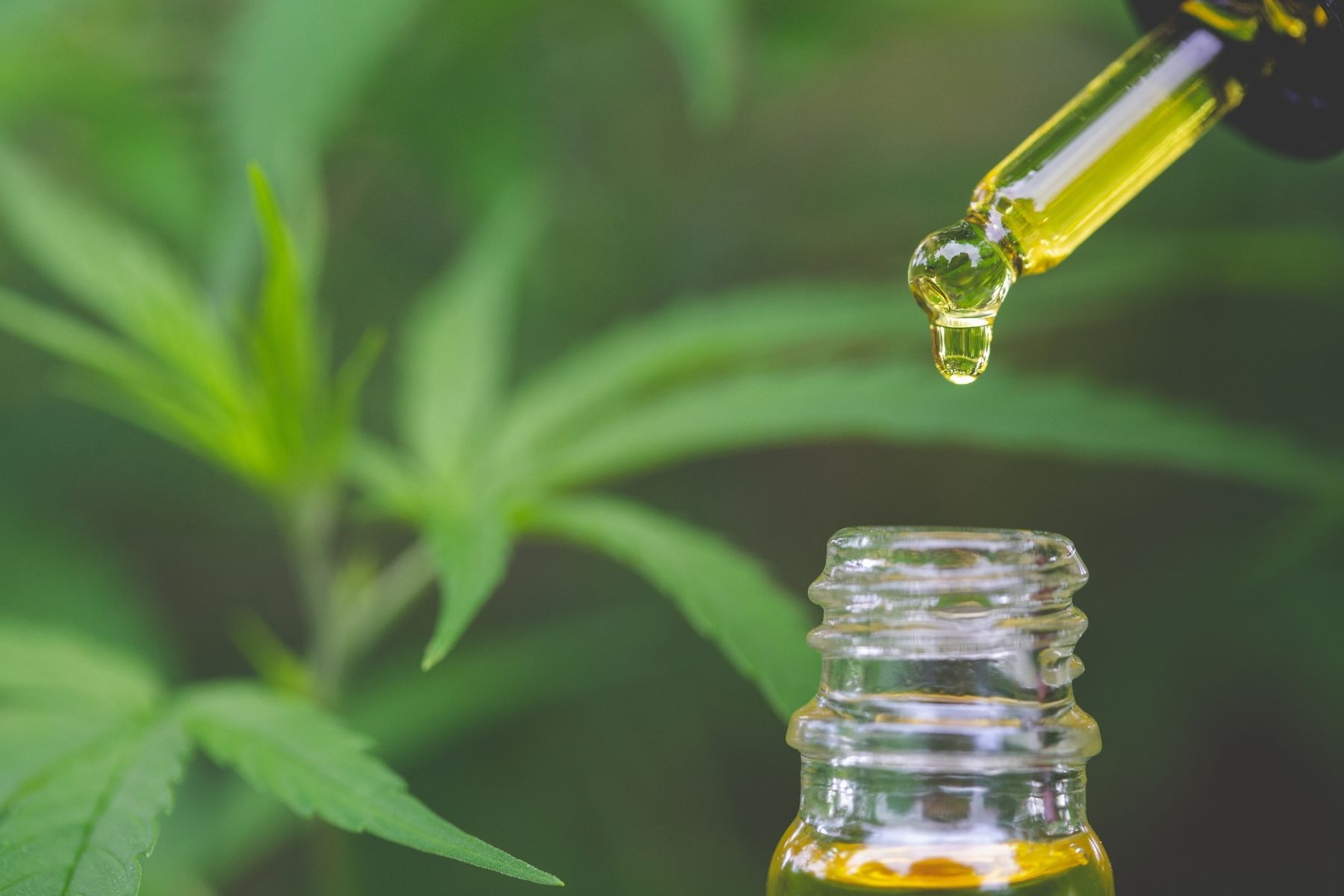 Best CBD Oil for Sleep and Insomnia D Magazine