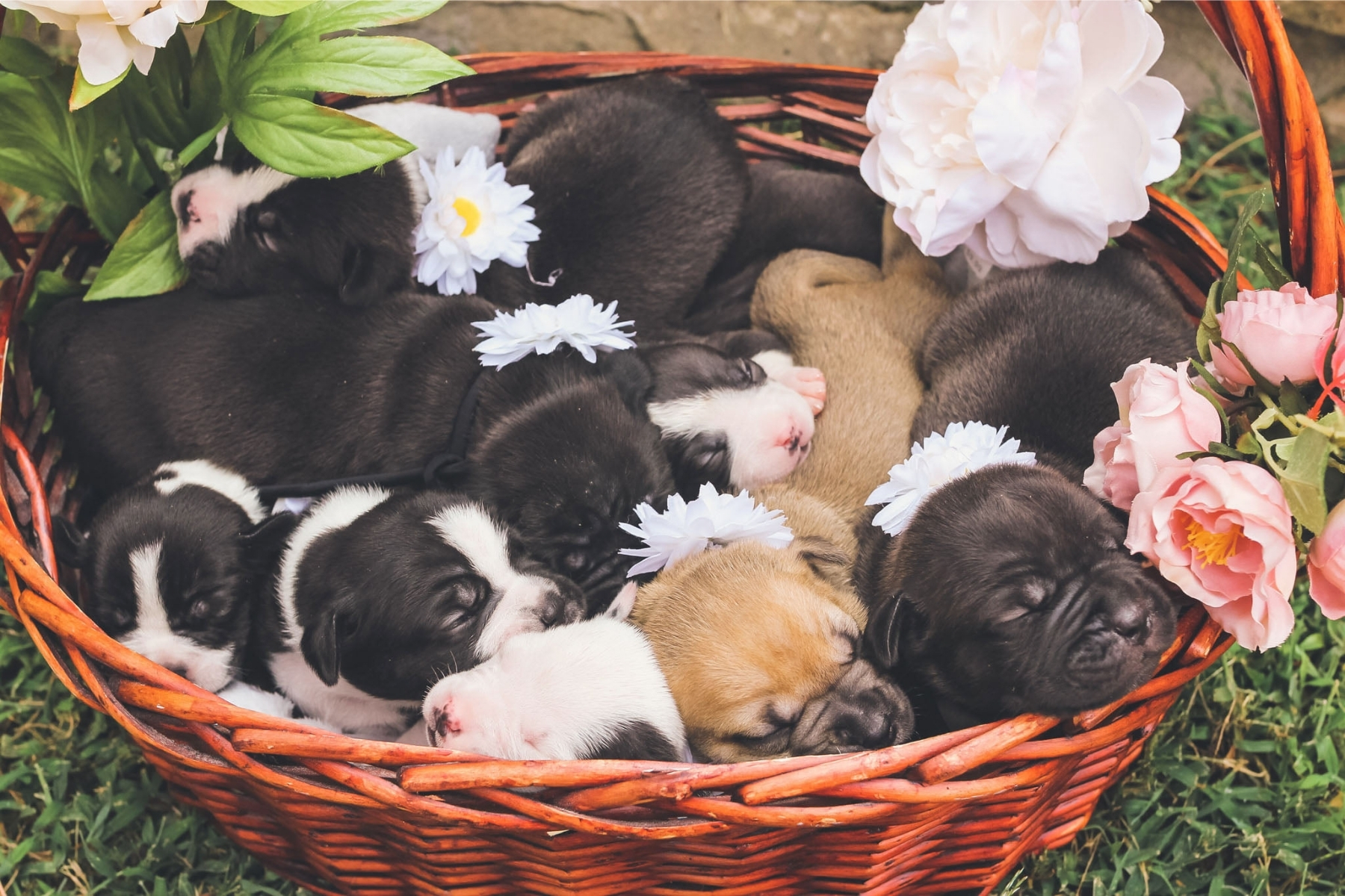 These Puppies in a Basket Will Make Your Heart Melt D Magazine