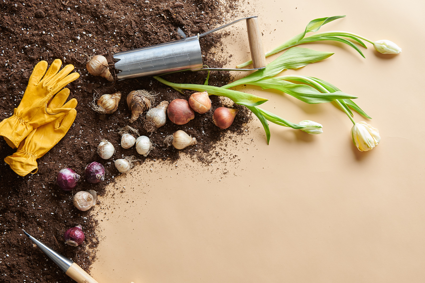 The Best Flower Bulbs to Plant in Dallas D Magazine