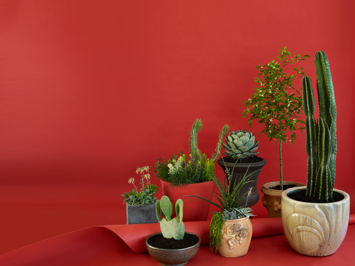 How to Grow Potted Plants D Magazine