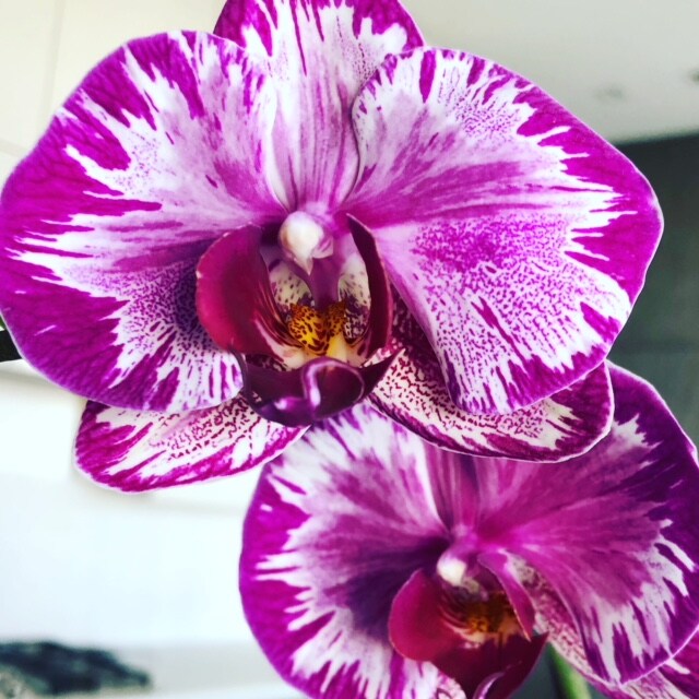 Ardmore Florist Flower Delivery by Trillium