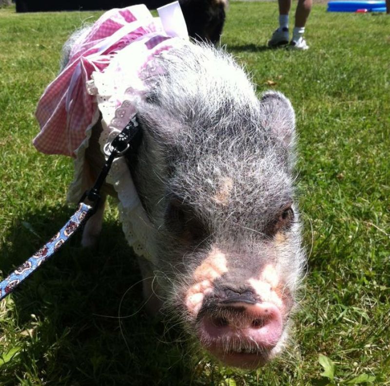 9 LowCost Business Ideas for Animal Lovers