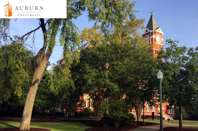 Online  Design Certificate Programs Auburn University Online Programs