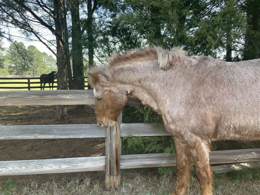 Cribbing A New Take, Brought to You by Banixx Horse Care HORSE NATION