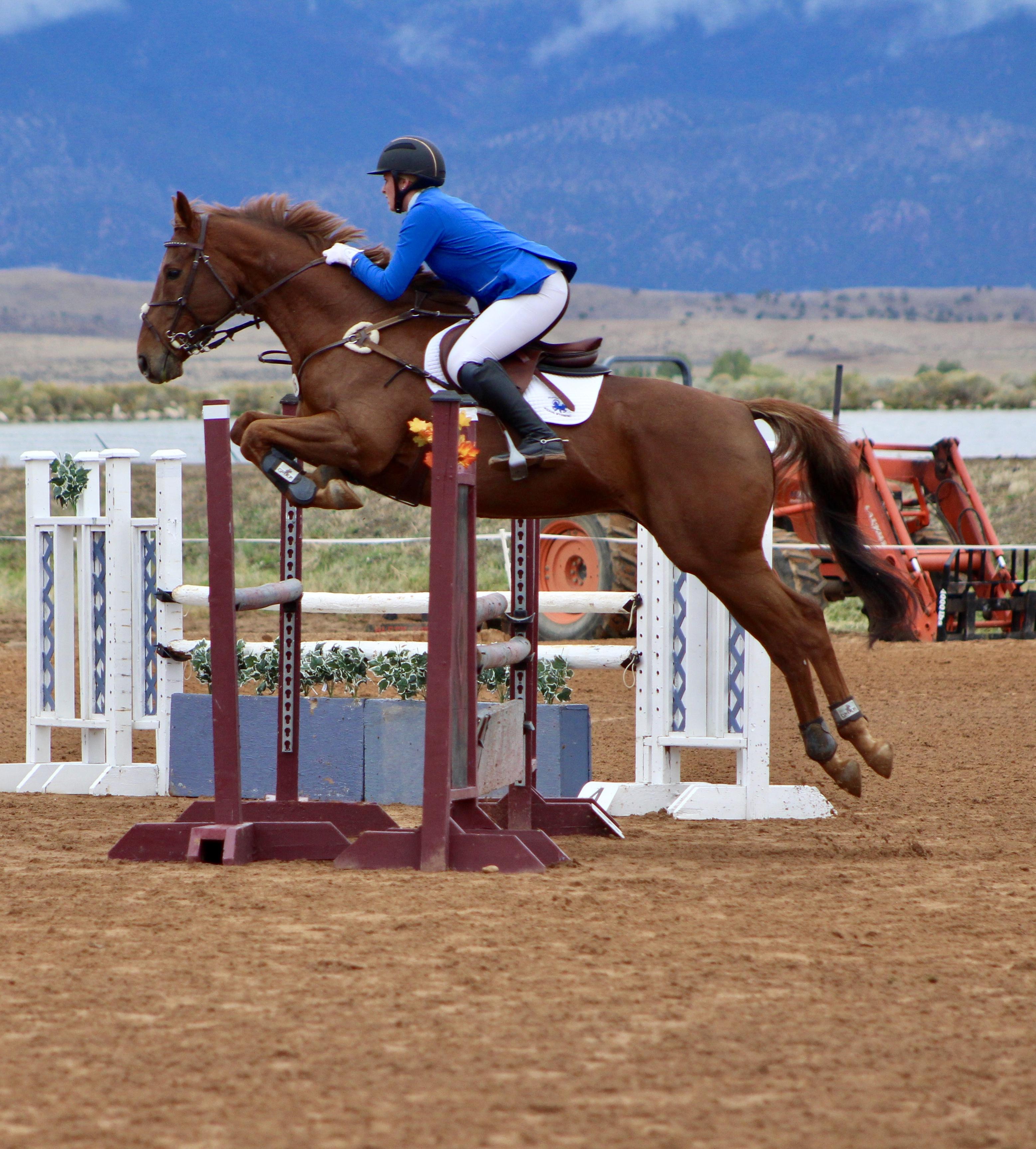 Dodger 2008 OTTB Training Level Eventer « Sport Horse Nation Dodger 2008 OTTB Training Level Eventer « Sport Horse Nation